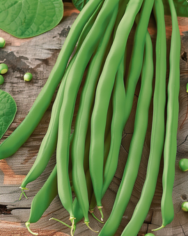 Sementes de Feijão-anão Phaseolus vulgaris Dawson Anual