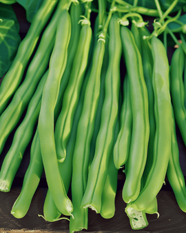 Bush Bean Seeds Kylian Phaseolus Vulgaris Annual Variety