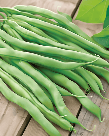 Sementes de feijão-anão Delinel (Phaseolus vulgaris) – legume anual