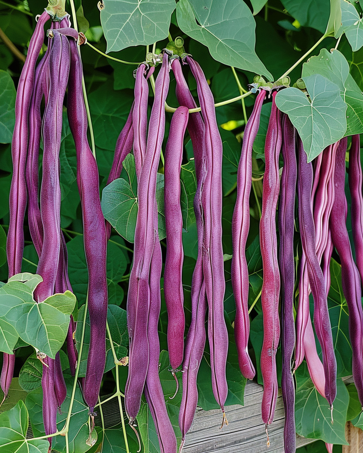 Sementes de feijão-metro Purple Pod (Vigna sesquipedalis) – legume anual