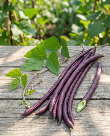 Long Yard Bean Purple Pod (Vigna sesquipedalis) – semillas de verdura anual de SeedsChoice