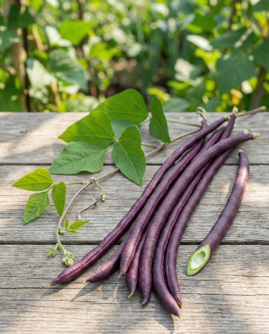 Feijão-metro Purple Pod (Vigna sesquipedalis) – sementes de legume anual da SeedsChoice