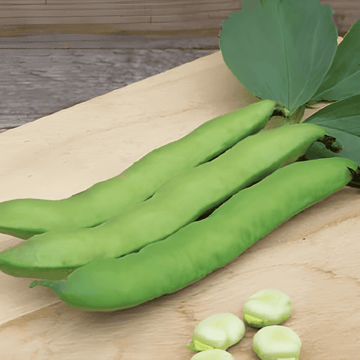 Sementes de Fava Witkiem (Vicia faba) – planta anual