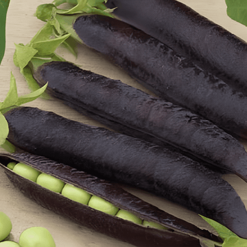 Sementes de Ervilha Ezethas Krombek Blue Podded (Pisum sativum) – legume anual
