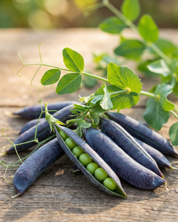 Ervilha Ezethas Krombek Blue Podded (Pisum sativum) – sementes de legume anual da SeedsChoice