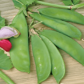 Sementes de Ervilha-de-quebrar Pisum sativum Anual Grijze Roodbloeiende