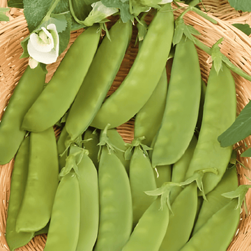 Semillas de guisante azucarado Heraut (Pisum sativum) – hortaliza anual