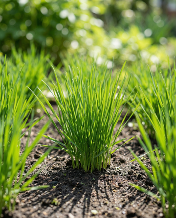 Relva para Gatos Cevada (Hordeum vulgare) – sementes de relva anual da SeedsChoice
