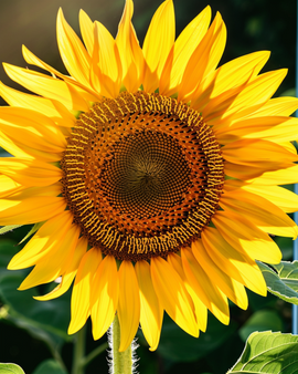 Semillas de girasol Henri Wilde Helianthus Annuus flor anual