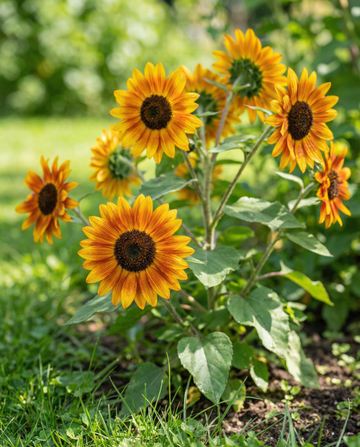 Girasol Fantasy 70 cm (Helianthus annuus) – semillas de flor anual de SeedsChoice