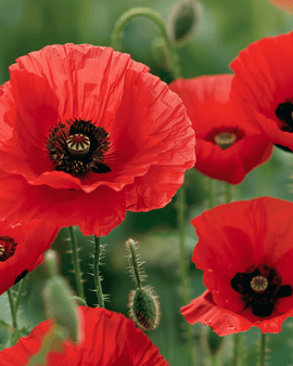 Sementes de Papoila Papaver Rhoeas Flores Vermelhas Anuais