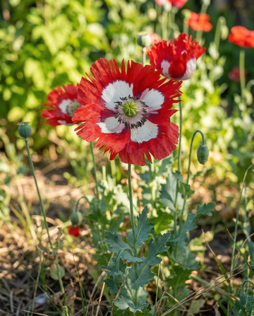 Semillas de amapola Danish Flag – flor anual