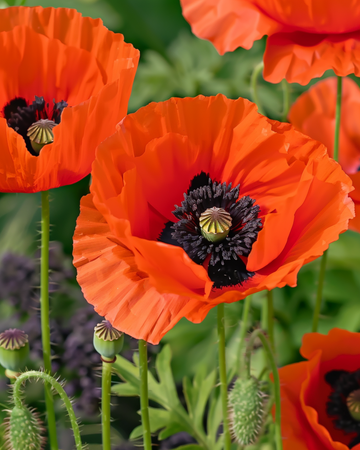 Sementes de Mistura de Papoila Oriental (Papaver orientale) – flor perene