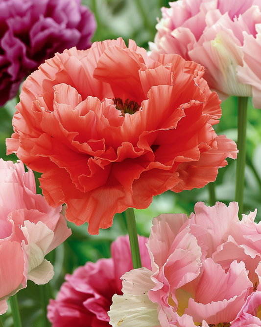 Amapola mezclada – semillas de flores anuales de SeedsChoice