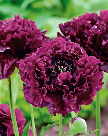 Amapola Black Paeony púrpura oscuro 80 cm – semillas de flor anual de SeedsChoice