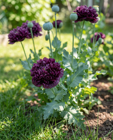 Semillas de amapola Black Paeony púrpura oscuro 80 cm – flor anual