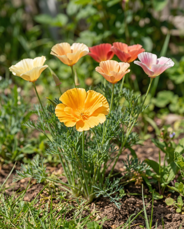 Mixed Double Flowering (Eschscholzia californica) – sementes de flores anuais da SeedsChoice