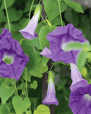 Sementes de trepadeira-violeta (Asarina scandens) – trepadeira anual