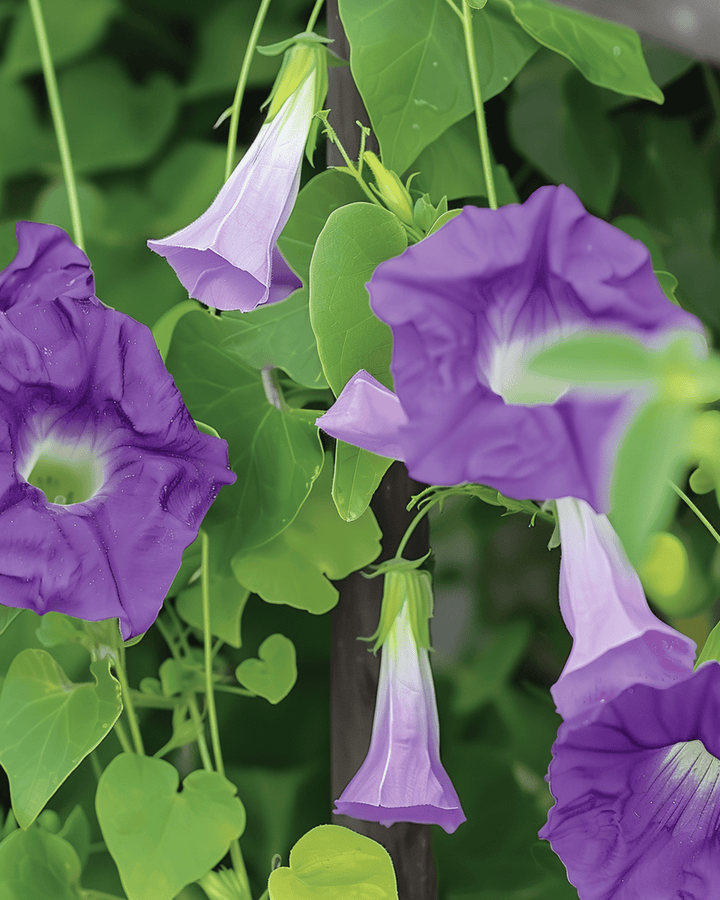 Sementes de trepadeira-violeta (Asarina scandens) – trepadeira anual