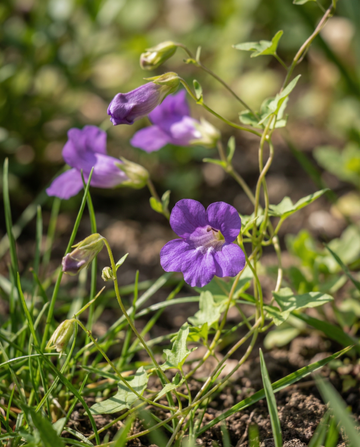 Trepadeira-violeta (Asarina scandens) – sementes de trepadeira anual da SeedsChoice