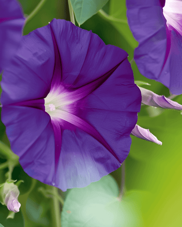 Knowlians Black Climber Dark Purple seeds (Ipomoea purpurea) – annual climber