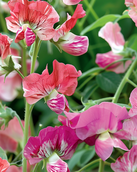 Sementes de Ervilha-de-cheiro Unwin's Striped Lathyrus odoratus Trepadora Anual