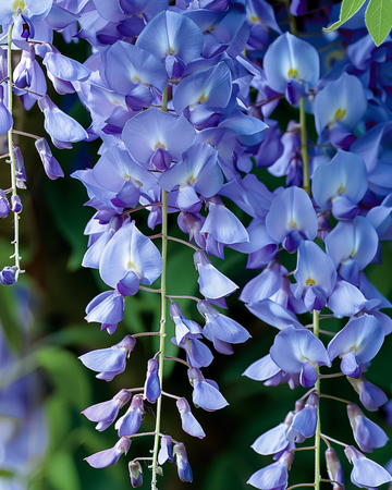 Sementes de Glicínia Azul (Wisteria sinensis) – trepadeira perene