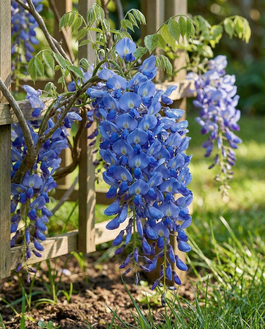 Glicínia Azul (Wisteria sinensis) – sementes de trepadeira perene da SeedsChoice