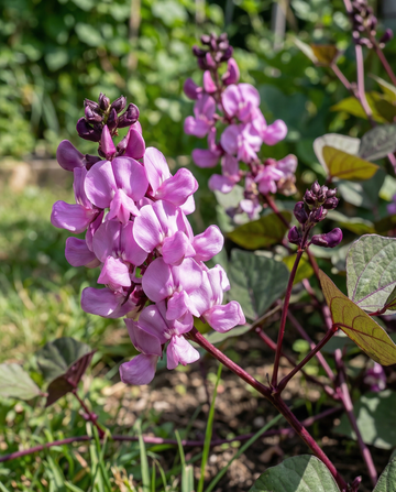 Sementes de feijão-jacinto trepador lilás-rosa (Dolichos lablab) – trepador anual da SeedsChoice