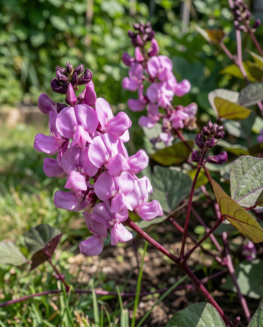 Hyacinth Bean Climber Lilac Pink (Dolichos lablab) – semillas de trepadora anual de SeedsChoice