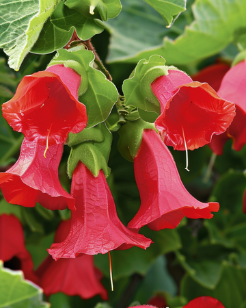 Sementes de boca-de-lobo trepadora Red Dragon Climber (Asarina wislizensis) – anual