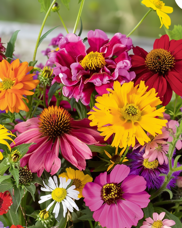 Sementes de flores de verão Endless Summer Mix Colourful Bouquets – flor anual