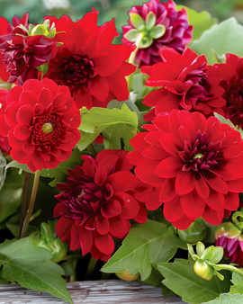 Sementes de flores de verão – mistura anual Vintage Red, coleção de bouquets