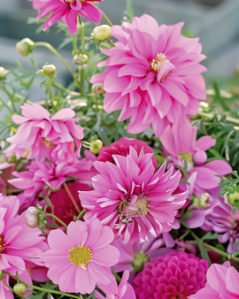 Sementes de flores de verão Pretty Pink – mistura de flores anuais