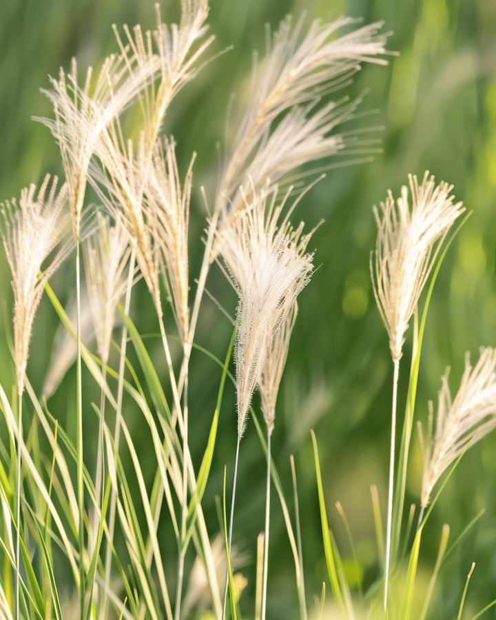 Sementes de erva-penas mexicana (Stipa tenuissima) – erva perene