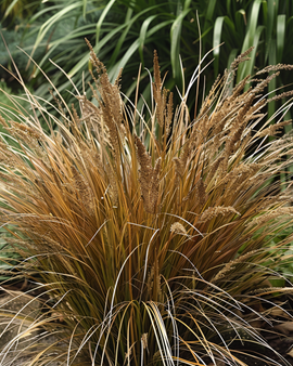 Semillas de Carex comans Bronco, gramínea perenne de hoja coriacea