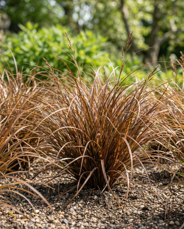 Carex comans Bronco – sementes de erva perene da SeedsChoice