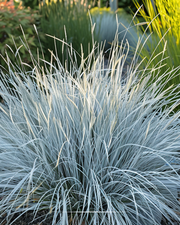 Semillas de festuca azul Festina (Festuca glauca) – gramínea perenne
