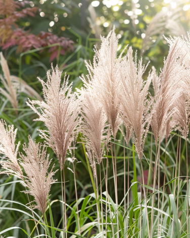 Chinese Silver Grass Ornamental seeds (Miscanthus sinensis) – perennial grass