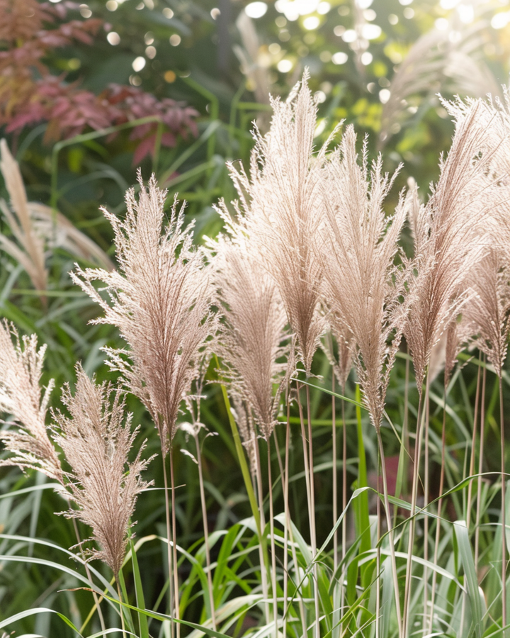 Sementes de erva-das-pampas ornamental chinesa (Miscanthus sinensis) – gramínea perene