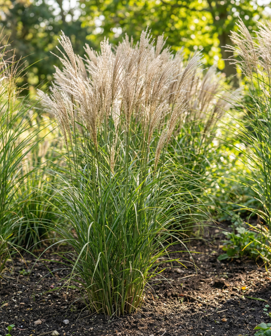 Erva-das-pampas ornamental chinesa (Miscanthus sinensis) – sementes de gramínea perene da SeedsChoice