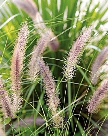 Sementes de erva-de-fontanário (Pennisetum alopecuroides) – gramínea perene