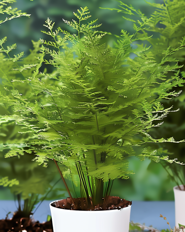 Semillas de helecho encaje para interior (Asparagus setaceus) – planta de interior perenne