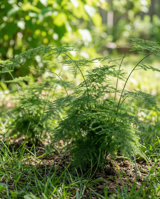 Helecho encaje para interior (Asparagus setaceus) – semillas de planta de interior perenne de SeedsChoice