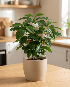 Sementes de café-arábico Coffea arabica variedade perene de interior