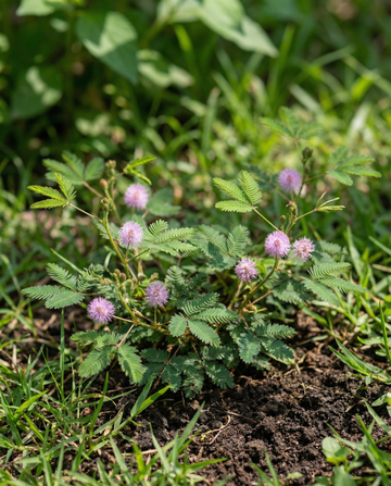 Sensitive Plant Indoor (Mimosa pudica) – sementes de planta de interior perene da SeedsChoice