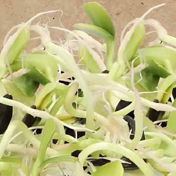 Sementes de Girassol para Germinar (Helianthus annuus) – sementes biológicas anuais para germinar