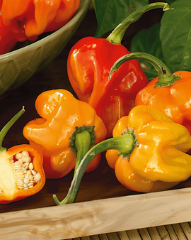 Sementes de Pimento Habanero Capsicum Chinense Mistura de Variedades Anual