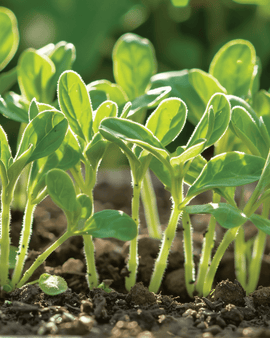 Sementes de borragem Borago officinalis microverdes erva aromática anual