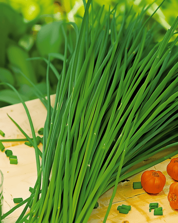Sementes de cebolinha chinesa (Allium tuberosum) – erva aromática perene